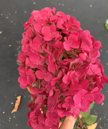 Гортензія волотиста 'Пінк Леді' (Hydrangea paniculata 'Pink Lady')