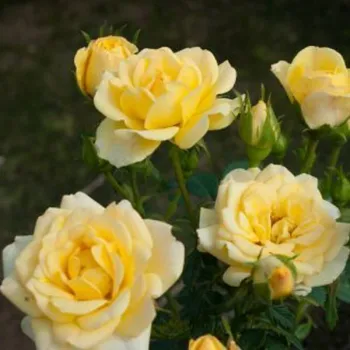 Троянда поліантова 'Єллоу Фейрі' (Rosa polyantha 'Yellow Fairy')