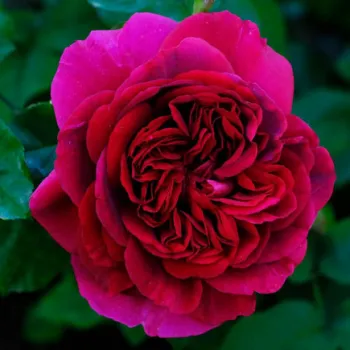 Троянда англійська Дарк Леді (Rose 'The Dark Lady')