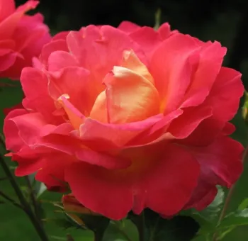 Троянда плетиста Декор Арлекін (Rosa 'Decor Arlequin')