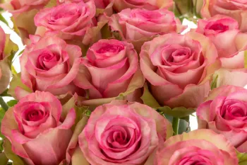 Троянда чайно-гібридна Маггі (Rosa 'Maggi')