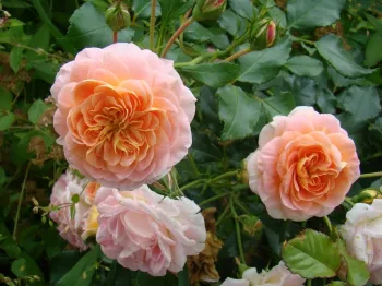 Троянда плетиста Полька (Rosa 'Polka')
