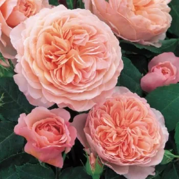 Роза английская Вильям Моррис (Rose 'William Morris')