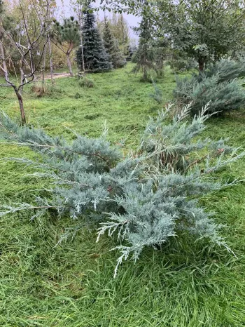 Можжевельник виргинский 'Хетз' (Juniperus virginiana 'Hetz')