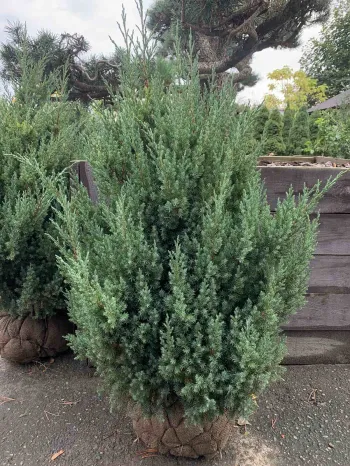 Ялівець китайський 'Стрікта' (Juniperus chinensis 'Stricta')