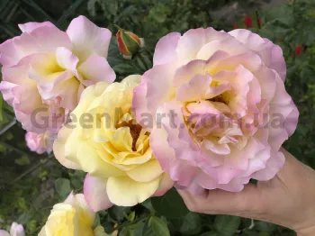 Троянда чайно-гібридна 'Глорія Дей' (Rosa 'Gloria Dei)