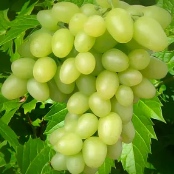 Виноград 'Аркадія' (Vitis vinifera L.)