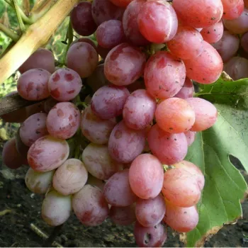 Виноград 'Лівія' (Vitis vinifera L.)