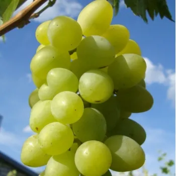 Виноград 'Монарх' (Vitis vinifera L.)