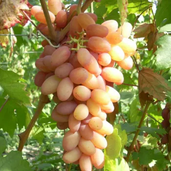 Виноград 'Новочеркаський' (Vitis vinifera L.)