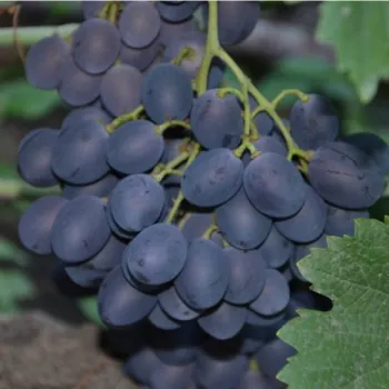 Виноград 'Фуршетний' (Vitis vinifera L.)
