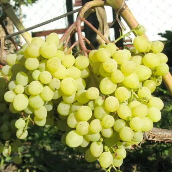 Виноград 'Ельф' (Vitis vinifera L.)