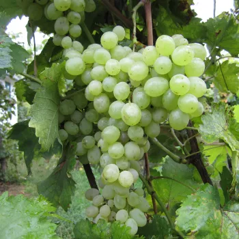 Виноград 'Афродіта' (Vitis vinifera 'Afrodite')