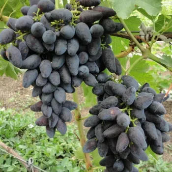 Виноград 'Вікінг' (Vitis vinifera L.)