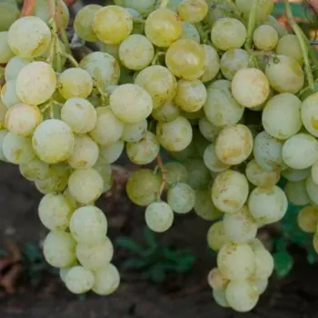 Виноград 'Маестро' (Vitis vinifera L.)