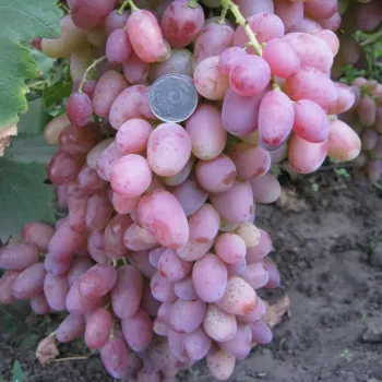 Виноград 'Преображення' (Vitis vinifera L.)