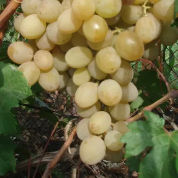 Виноград 'Рожева Димка' (Vitis vinifera L.)