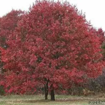 Дуб красный (Quercus rubra L.)