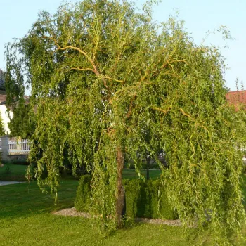 Ива Матсудана (Salix Matsudana)