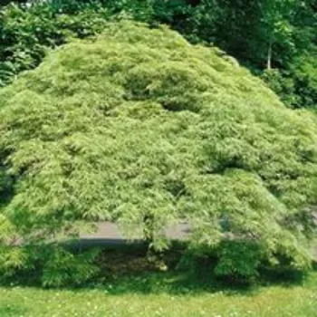 Клен пальмолистный 'Осаказуки' (Acer palmatum 'Osakazuki')