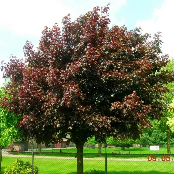 Клен гостролистий 'Роял Ред' (Acer platanoides 'Royal Red')