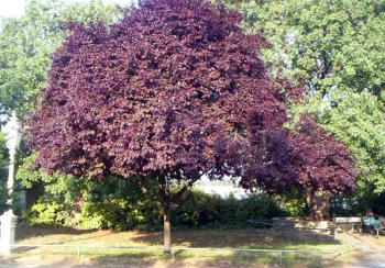 Слива розчепірена 'Нігра' (Prunus cerasifera 'Nigra')