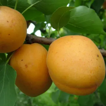 Абрикос Голд Рич (Prunus armeniaca 'Gold Rich')
