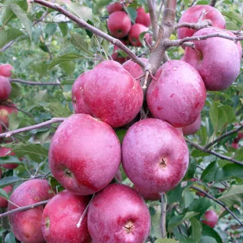 Яблуня 'Флоріна' (Malus 'Florina')