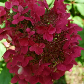 Гортензія волотиста 'Вімс Ред' (Hydrangea paniculata 'Wim's Red')