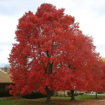 Клен червоний (Acer rubrum)