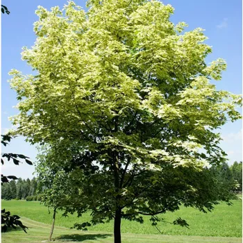Клен звичайний 'Друммонді' (Acer platanoides 'Drummondii')