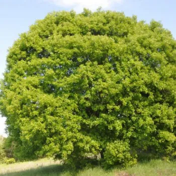 Клен французький (Acer monspessulanum)