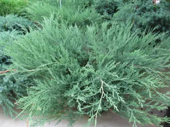 Можжевельник горизонтальный 'Монтана' (Juniperus horizontalis 'Montana')