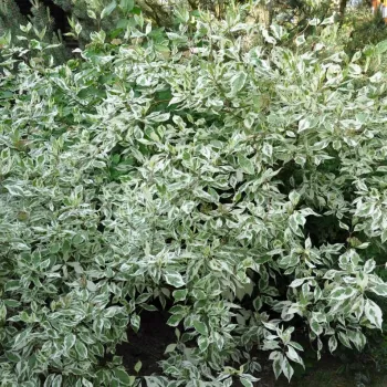 Дерен білий 'Елегантісіма' (Cornus alba 'Elegantissima')