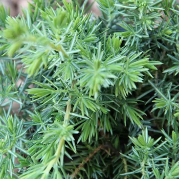 Можжевельник прибрежный 'Блю Пасифик' (Juniperus conferta 'Blue Pacific')
