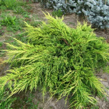Можжевельник средний 'Голдкиссен' (Juniperus pfizeriana 'Goldkissen')