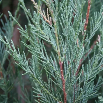 Можжевельник скальный 'Скайрокет' (Juniperus scopulorum 'Skyrocket')