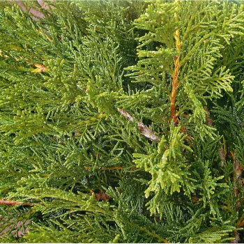 Можжевельник средний / пфицериана (Juniperus pfizeriana Schmidt.)