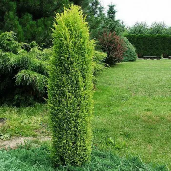 Можжевельник обыкновенный 'Суэцика' (Juniperus communic 'Suecica')