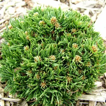 Сосна горная 'Михел' (Pinus mugo 'Michal')