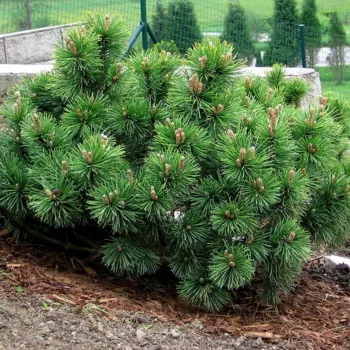 Сосна горная 'Пумилио' (Pinus mugo 'Pumilio')