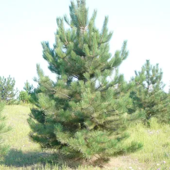 Сосна крымская (Pinus nigra ssp. pallasiana)