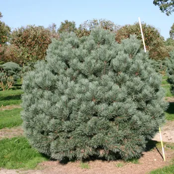 Сосна обыкновенная 'Ватерери' (Pinus sylvestris 'Wateteri')