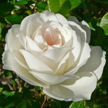 Троянда флорибунда 'Айсберг' (Rosa 'Iceberg')