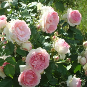 Троянда 'Еден Роуз' (Rosa 'Eden Rose')
