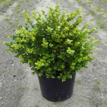 Cамшит вічнозелений (Buxus sempervirens L.)