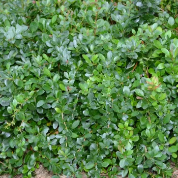 Барбарис самшитолистный 'Нана' (Berberis buxifolia 'Nana')