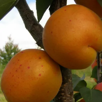 Абрикос Хар Гранд (Prunus armeniaca 'Hargrand')