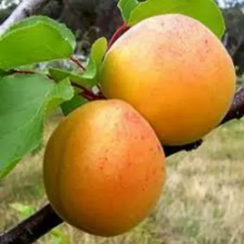 Абрикос 'Красень Києва' (Prunus armeniaca 'Krasen Kieva')