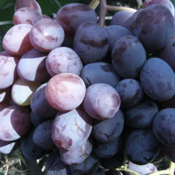 Виноград 'Фавор' (Vitis vinifera L.)